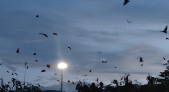 Kelelawar menghiasi langit Watansoppeng, Kabupaten Soppeng, Sabtu, 22 April 2023. (Foto: Rachmy Hidayatul Mulya)